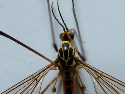 Nephrotoma submaculosa